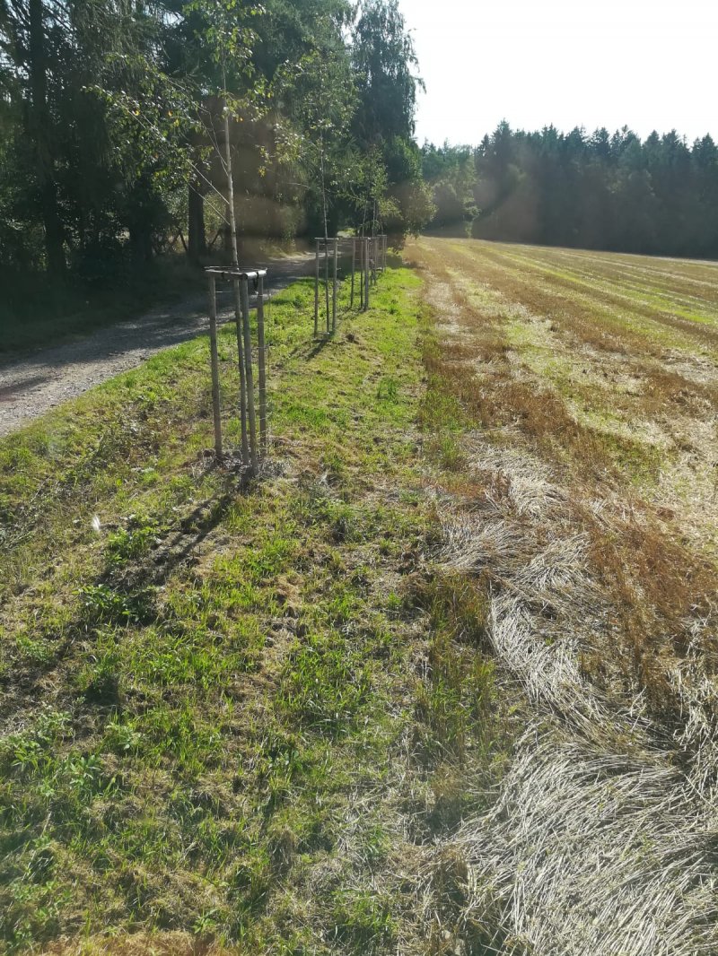 „Výsadba interakčních prvků IP1 a IP5 v k.ú. Merklovice“