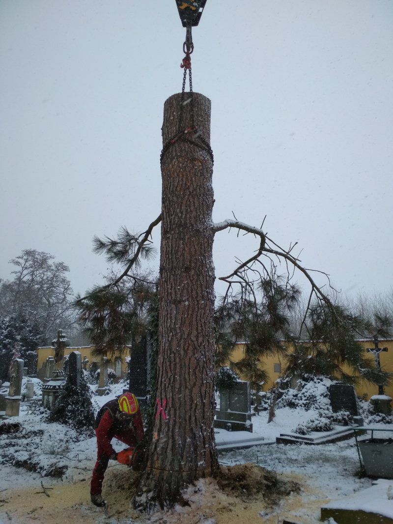 „Odstranění vegetačních prvků – hřbitov Josefov“